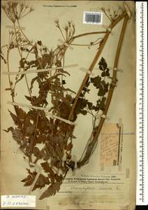 Chaerophyllum aureum L., Caucasus, Azerbaijan (K6) (Azerbaijan)