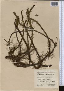 Hippuris vulgaris L., Middle Asia, Pamir & Pamiro-Alai (M2) (Tajikistan)