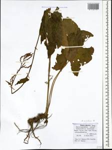 Rumex arifolius All., Caucasus, Krasnodar Krai & Adygea (K1a) (Russia)