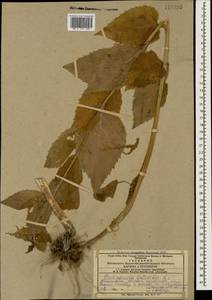Campanula latifolia L., Caucasus, Azerbaijan (K6) (Azerbaijan)