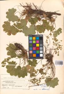 Alchemilla baltica Sam. ex Juz., Eastern Europe, Moscow region (E4a) (Russia)