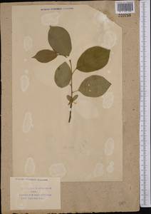 Prunus cerasifera Ehrh., Middle Asia, Syr-Darian deserts & Kyzylkum (M7) (Uzbekistan)