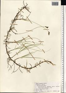 Carex praecox Schreb., Eastern Europe, Central region (E4) (Russia)