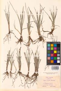 Carex livida (Wahlenb.) Willd., Eastern Europe, North-Western region (E2) (Russia)