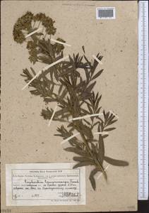 Euphorbia lamprocarpa (Prokh.) Prokh., Middle Asia, Muyunkumy, Balkhash & Betpak-Dala (M9) (Kazakhstan)