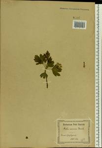Ribes aureum Pursh, Eastern Europe, North Ukrainian region (E11) (Ukraine)