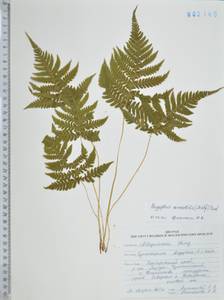 Gymnocarpium dryopteris (L.) Newman, Siberia, Russian Far East (S6) (Russia)
