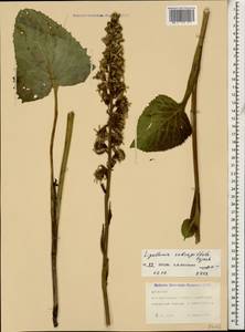 Ligularia subsagittata Pojark., Caucasus, Dagestan (K2) (Russia)