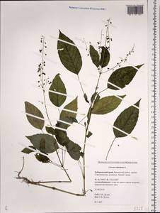 Circaea lutetiana L., Siberia, Russian Far East (S6) (Russia)