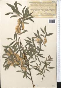 Salix kirilowiana Stschegl., Middle Asia, Northern & Central Tian Shan (M4) (Kazakhstan)