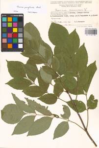 Fraxinus pennsylvanica Marshall, Eastern Europe, Moscow region (E4a) (Russia)