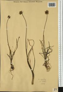 Allium lusitanicum Lam., Western Europe (EUR) (Hungary)