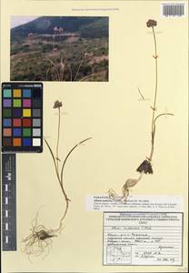 Allium nathaliae Seregin, Crimea (KRYM) (Russia)
