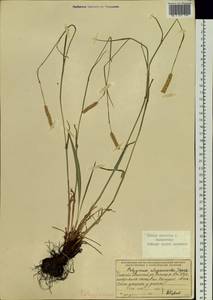 Bistorta alopecuroides (Turcz. ex Kom.) Nakai, Siberia, Baikal & Transbaikal region (S4) (Russia)