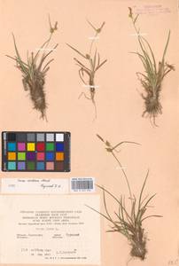 Carex oederi var. oederi, Eastern Europe, West Ukrainian region (E13) (Ukraine)