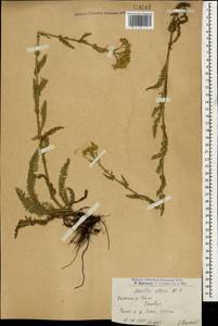 Achillea setacea Waldst. & Kit., Caucasus, Armenia (K5) (Armenia)