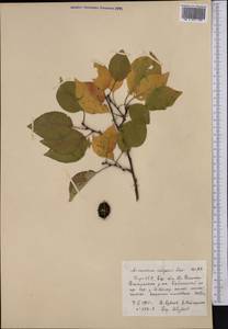Prunus armeniaca L., Middle Asia, Western Tian Shan & Karatau (M3) (Kyrgyzstan)