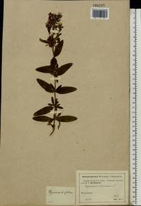 Hypericum hirsutum L., Eastern Europe, Moscow region (E4a) (Russia)