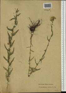 Achillea impatiens L., Siberia, Western Siberia (S1) (Russia)