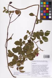 Rosa gallica L., Eastern Europe, South Ukrainian region (E12) (Ukraine)