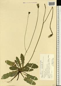 Hypochaeris radicata L., Eastern Europe, Latvia (E2b) (Latvia)