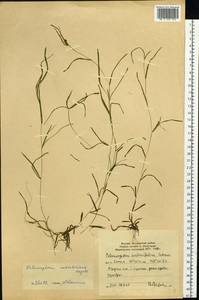 Potamogeton sibiricus A.Benn., Siberia, Yakutia (S5) (Russia)