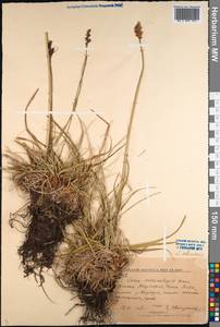 Carex orbicularis Boott, Middle Asia, Western Tian Shan & Karatau (M3) (Kyrgyzstan)
