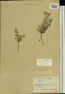 Alyssum gmelinii Jord. & Fourr., Eastern Europe, Eastern region (E10) (Russia)