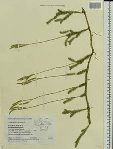 Lycopodium clavatum L., Eastern Europe, Central region (E4) (Russia)