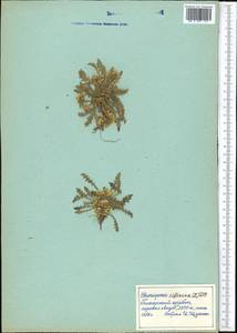 Chorispora sibirica (L.) DC., Middle Asia, Pamir & Pamiro-Alai (M2) (Tajikistan)