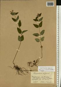 Clinopodium vulgare subsp. orientale Bothmer, Eastern Europe, West Ukrainian region (E13) (Ukraine)