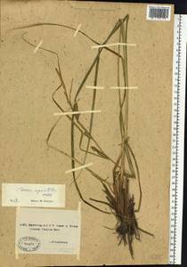 Carex aquatilis Wahlenb., Siberia, Yakutia (S5) (Russia)