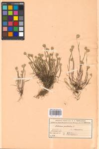 Eremopyrum triticeum (Gaertn.) Nevski, Eastern Europe, Moscow region (E4a) (Russia)