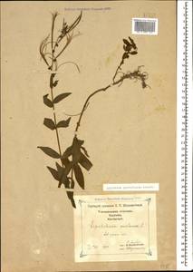 Epilobium parviflorum Schreb., Caucasus, Georgia (K4) (Georgia)