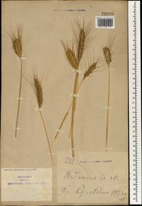 Triticum aestivum L., South Asia, South Asia (Asia outside ex-Soviet states and Mongolia) (ASIA) (China)