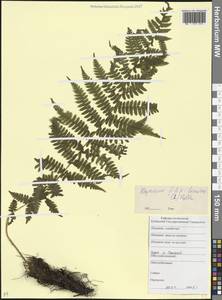 Athyrium filix-femina (L.) Roth, Caucasus, Krasnodar Krai & Adygea (K1a) (Russia)