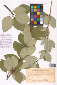 Populus ×moscoviensis Schröd., Eastern Europe, Moscow region (E4a) (Russia)