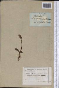Dactylorhiza viridis (L.) R.M.Bateman, Pridgeon & M.W.Chase, America (AMER) (United States)