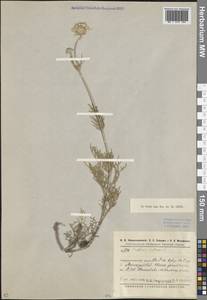 Lomelosia isetensis (L.) Soják, Eastern Europe, Eastern region (E10) (Russia)