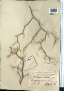 Calligonum junceum (Fisch. & C. A. Mey.) Litv., Middle Asia, Syr-Darian deserts & Kyzylkum (M7)