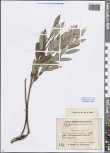 Salix rosmarinifolia L., Middle Asia, Northern & Central Kazakhstan (M10) (Kazakhstan)