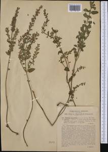 Teucrium massiliense L., Western Europe (EUR) (Italy)