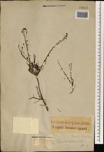 Jamesbrittenia atropurpurea subsp. atropurpurea, Africa (AFR) (South Africa)