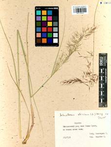 Achnatherum sibiricum (L.) Keng ex Tzvelev, Siberia, Baikal & Transbaikal region (S4) (Russia)