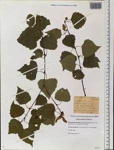 Betula pendula subsp. mandshurica (Regel) Ashburner & McAll., Siberia, Baikal & Transbaikal region (S4) (Russia)