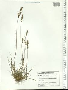 Trisetum sibiricum Rupr., Siberia, Central Siberia (S3) (Russia)