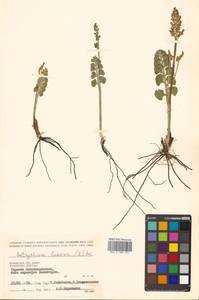 Botrychium lunaria (L.) Sw., Siberia, Chukotka & Kamchatka (S7) (Russia)