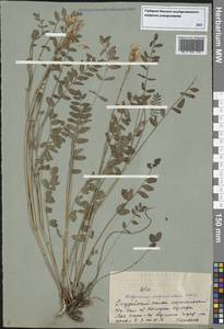 Hedysarum gmelinii Ledeb., Siberia, Altai & Sayany Mountains (S2) (Russia)
