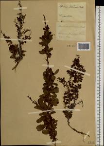 Berberis sibirica Pall., Siberia, Baikal & Transbaikal region (S4) (Russia)