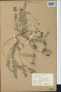 Astragalus alpinus L., Middle Asia, Northern & Central Tian Shan (M4) (Kyrgyzstan)